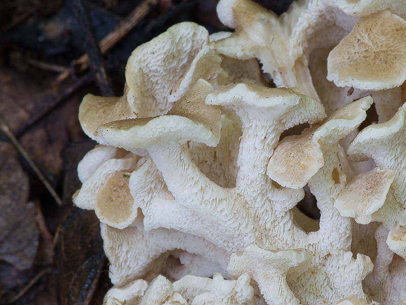 Polyporus umbellatus